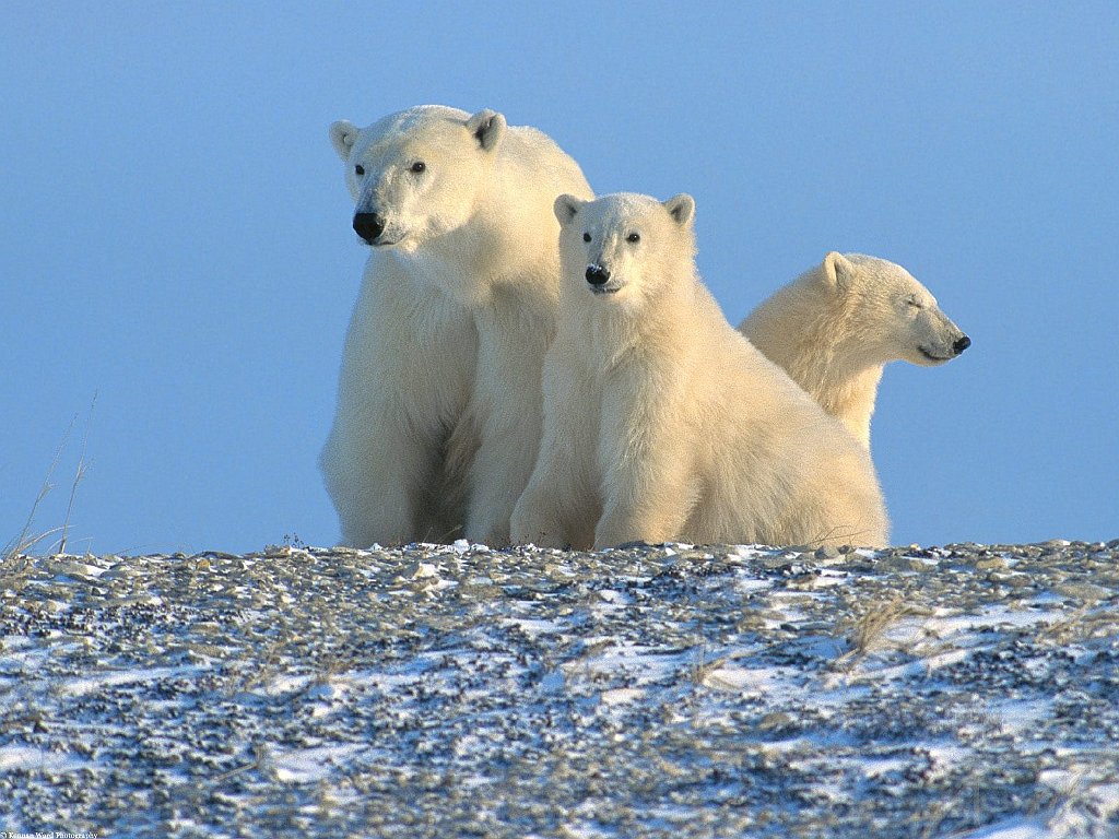 Enjoying the Morning, Polar Bears, Canada